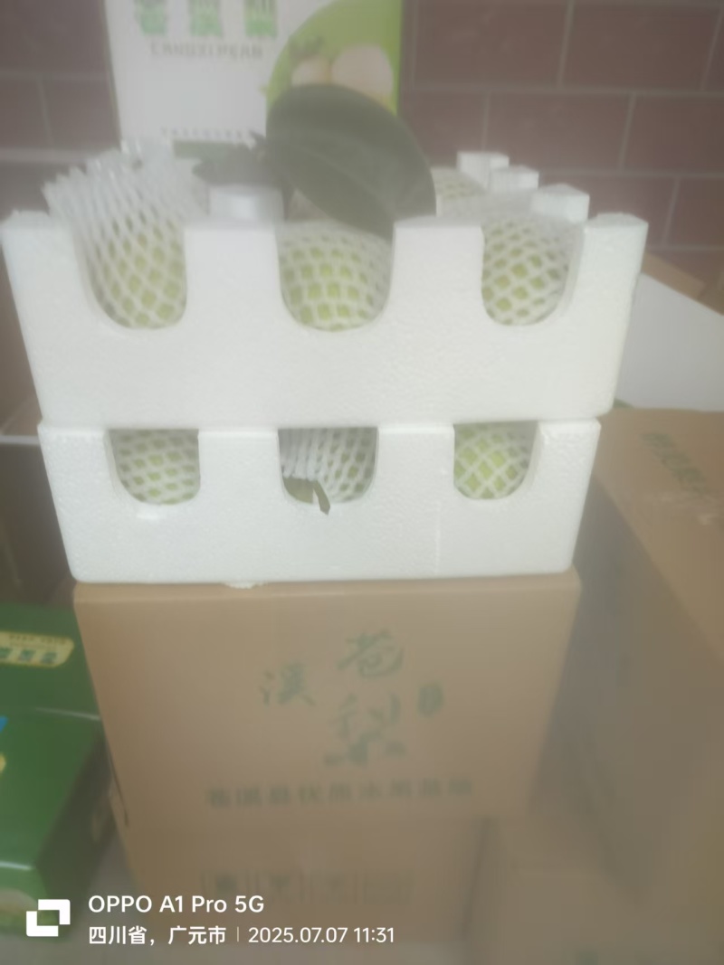 【翠冠梨】5斤/10斤装包邮发货/电商～一件代发～团购