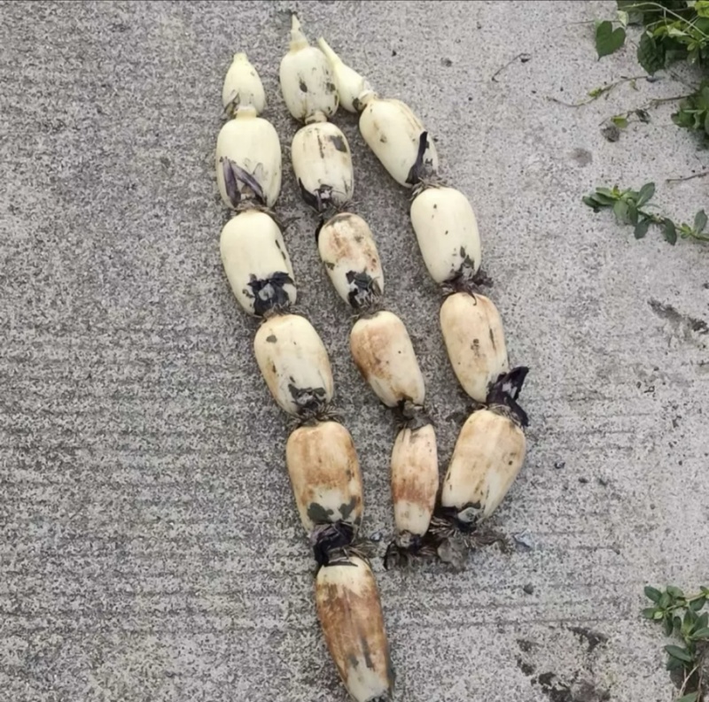新藕鄂莲6号新35湖北千亩莲藕种植基地长期稳定供货