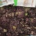 山东淄博紫叶生菜自己一手货源常年供应酒店餐饮食堂全国接单
