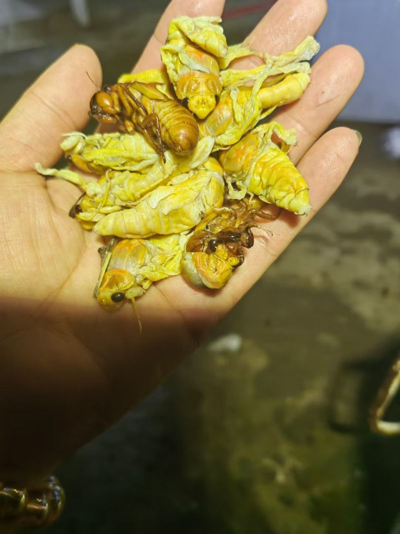 银蝉，白蝉批发零售