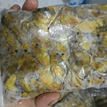银蝉，白蝉批发零售