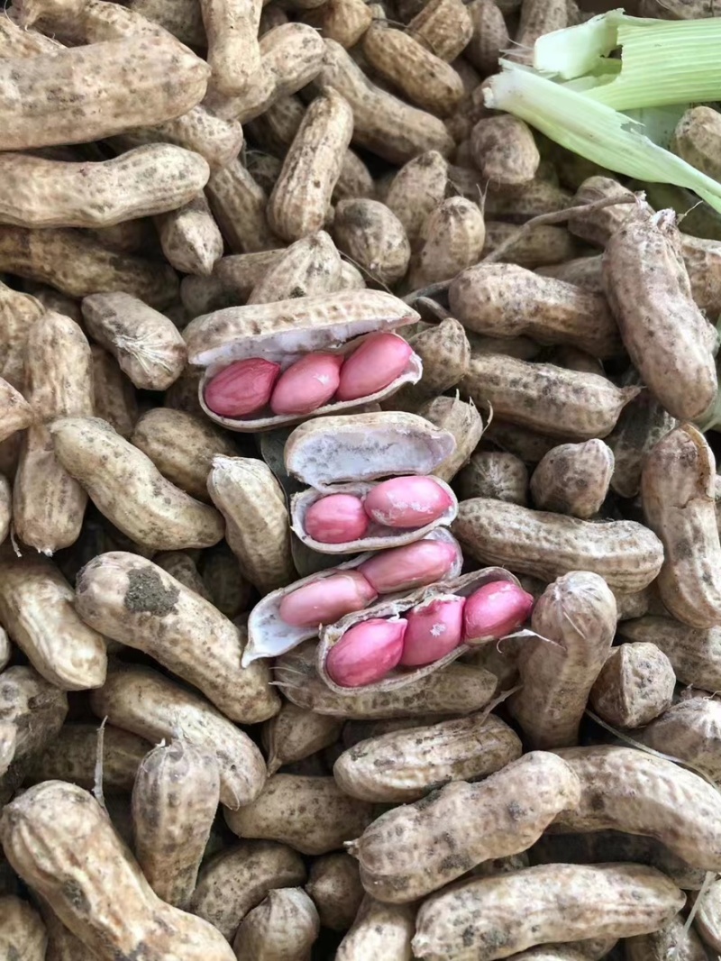 精品四粒红鲜花生产地直供一手货源保质保量
