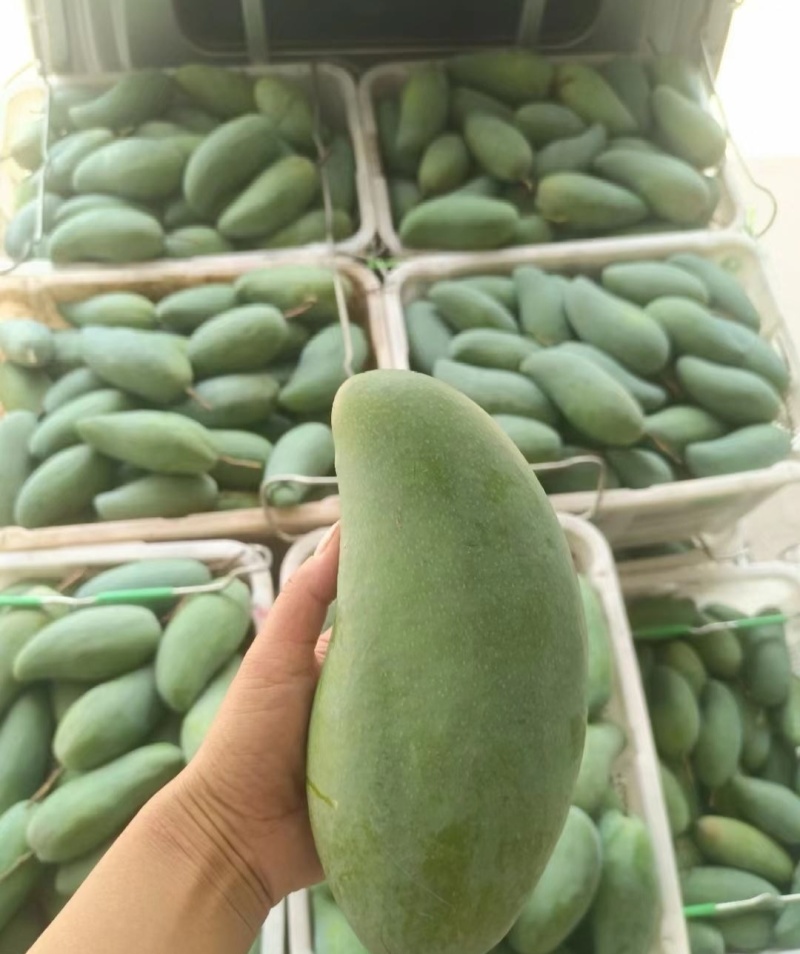 （电商一件代发）贵州小台芒金煌芒贵妃芒产地一手货源