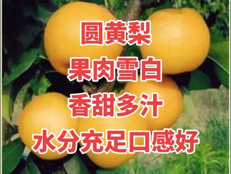 江苏徐州产地直发，百万斤圆黄梨大量上市啦