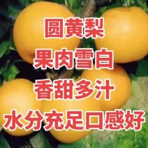 江苏徐州产地直发，百万斤圆黄梨大量上市啦