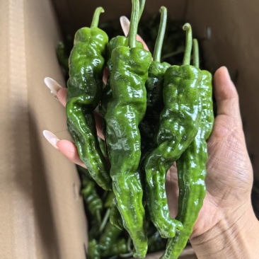 小皱皮，大量供应，对接批发商，电商，档口各平台