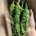 小皱皮，大量供应，对接批发商，电商，档口各平台