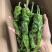 小皱皮，大量供应，对接批发商，电商，档口各平台