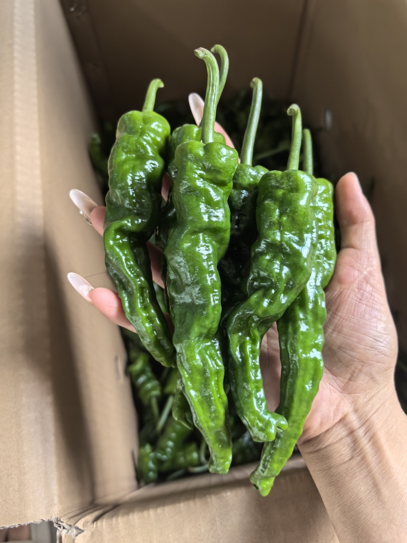 小皱皮，大量供应，对接批发商，电商，档口各平台