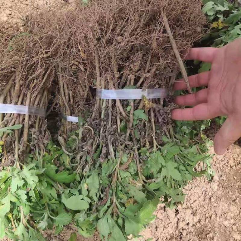 菊花种苗