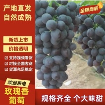 【实力推荐】玫瑰香葡萄大量上市产地直发保质保量量大从优