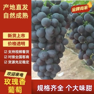 【实力推荐】玫瑰香葡萄大量上市产地直发保质保量量大从优