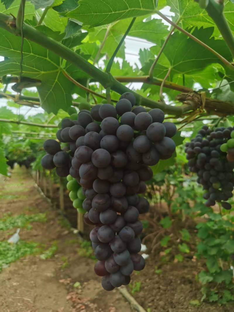 【实力推荐】玫瑰香葡萄大量上市产地直发保质保量量大从优