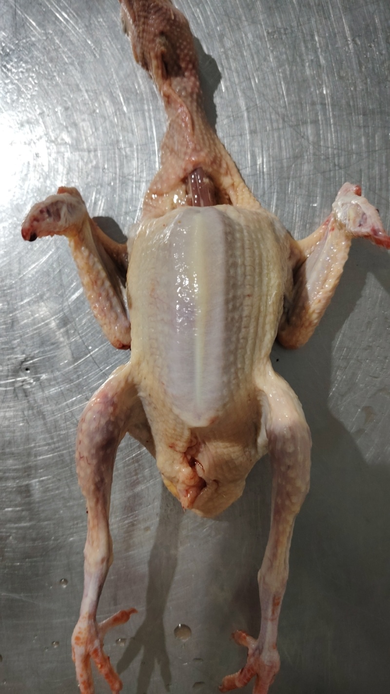 冰鲜乳鸽