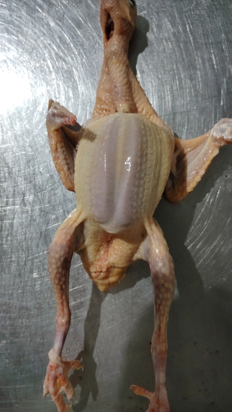 冰鲜乳鸽