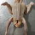 冰鲜乳鸽