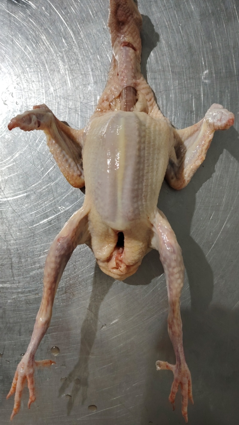 冰鲜乳鸽