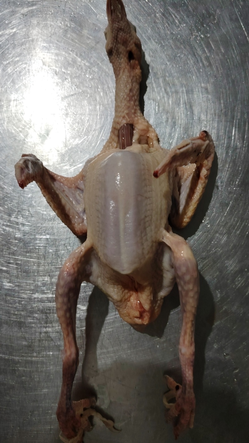 冰鲜乳鸽