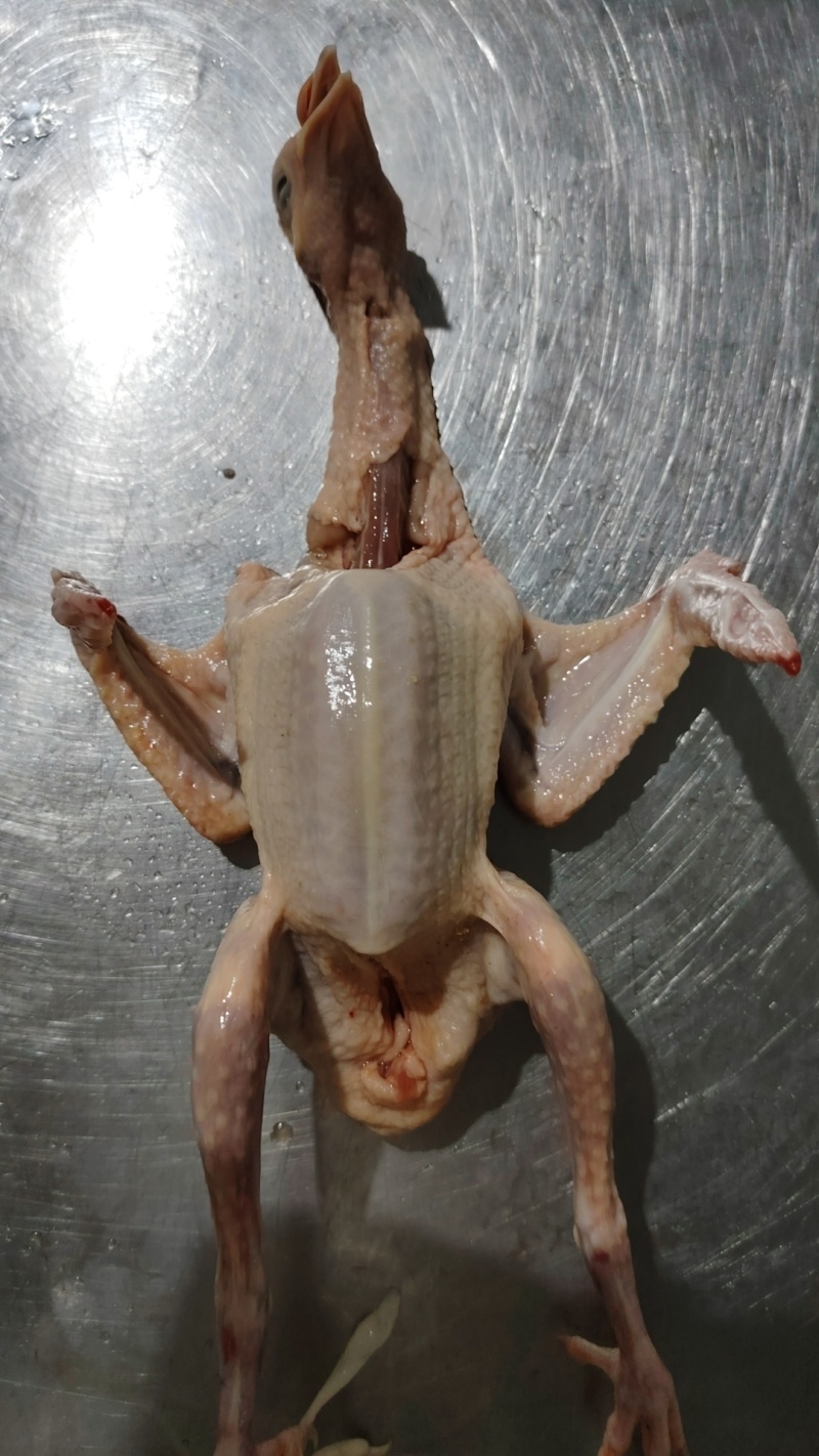 冰鲜乳鸽