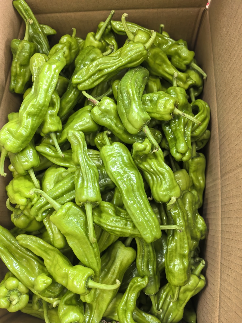 芜湖椒，薄皮椒泡椒，高山辣椒大量供应，需要联系我