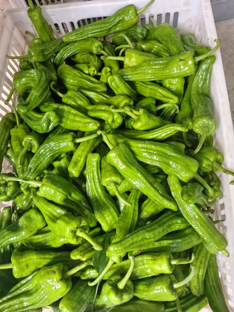 芜湖椒，薄皮椒泡椒，高山辣椒大量供应，需要联系我