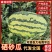 【平台推荐】宁夏硒砂瓜石头瓜产地直供保质保量