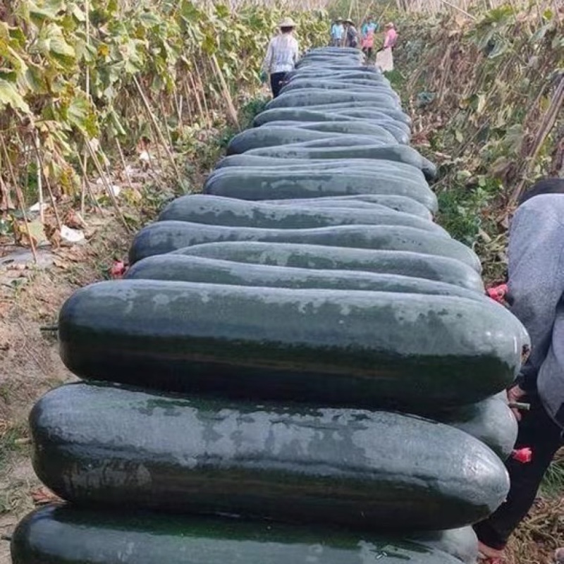 广西吊冬瓜黑皮吊冬瓜基地直发供应全国市场电商商超