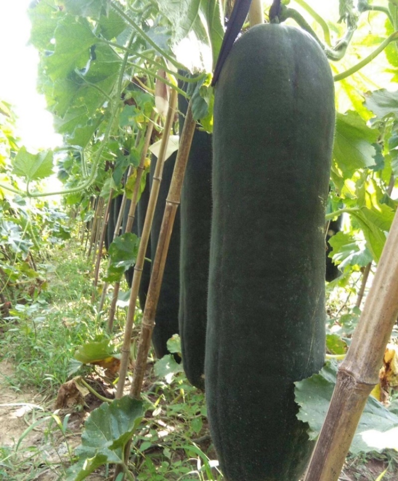 广西吊冬瓜黑皮吊冬瓜基地直发供应全国市场电商商超