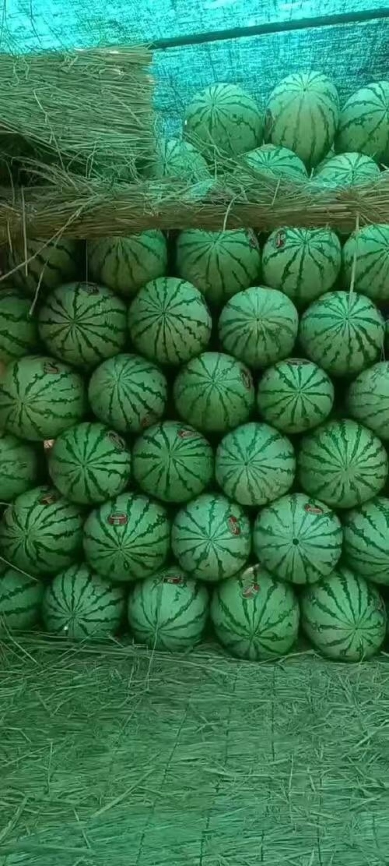 【平台推荐】宁夏硒砂瓜石头瓜产地直供保质保量