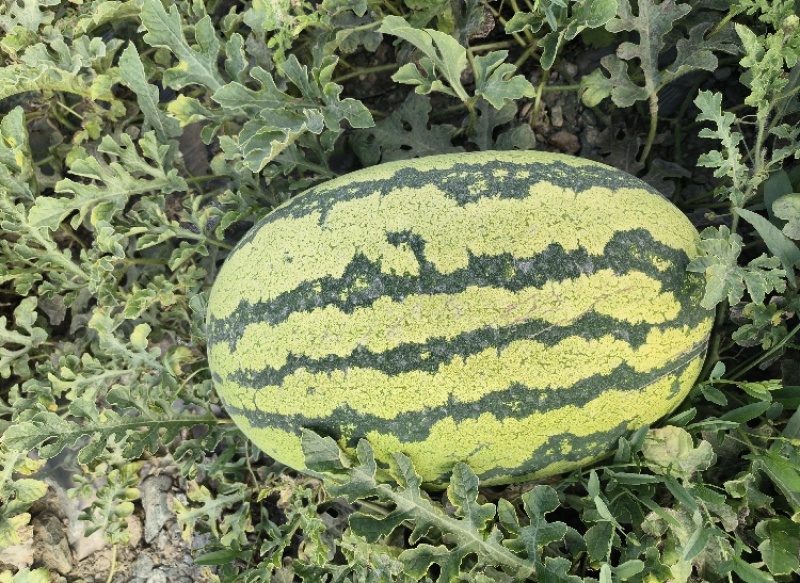 【平台推荐】宁夏硒砂瓜石头瓜产地直供保质保量