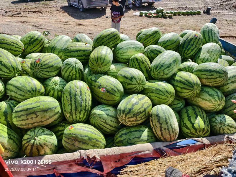 宁夏硒砂瓜精品西瓜基地直发大量上市质优量大欢迎来电