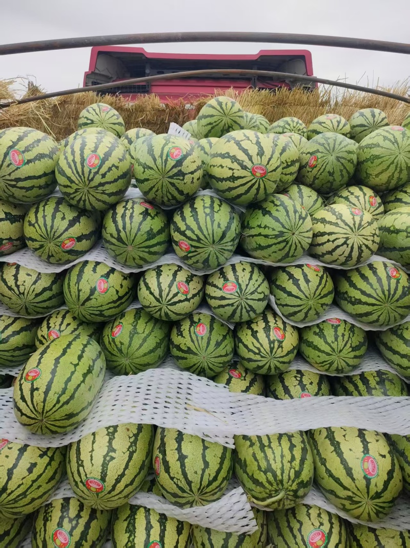 宁夏硒砂瓜精品西瓜基地直发大量上市质优量大欢迎来电