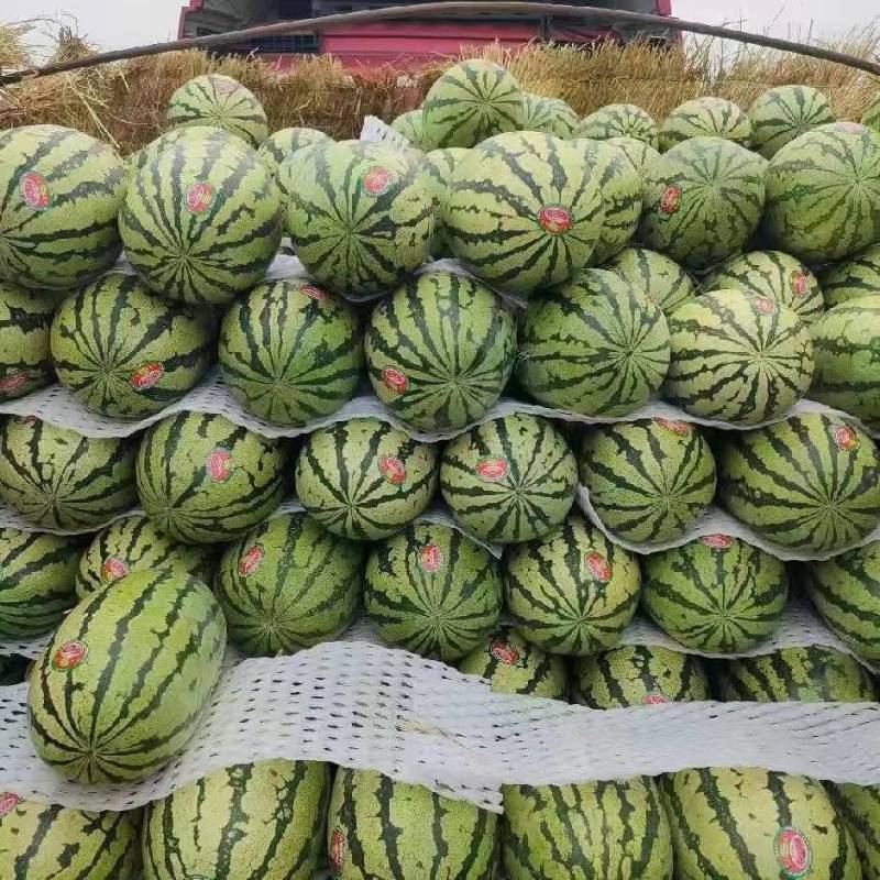 精品硒砂瓜一手货源量大质优价格实惠欢迎来电咨询采购