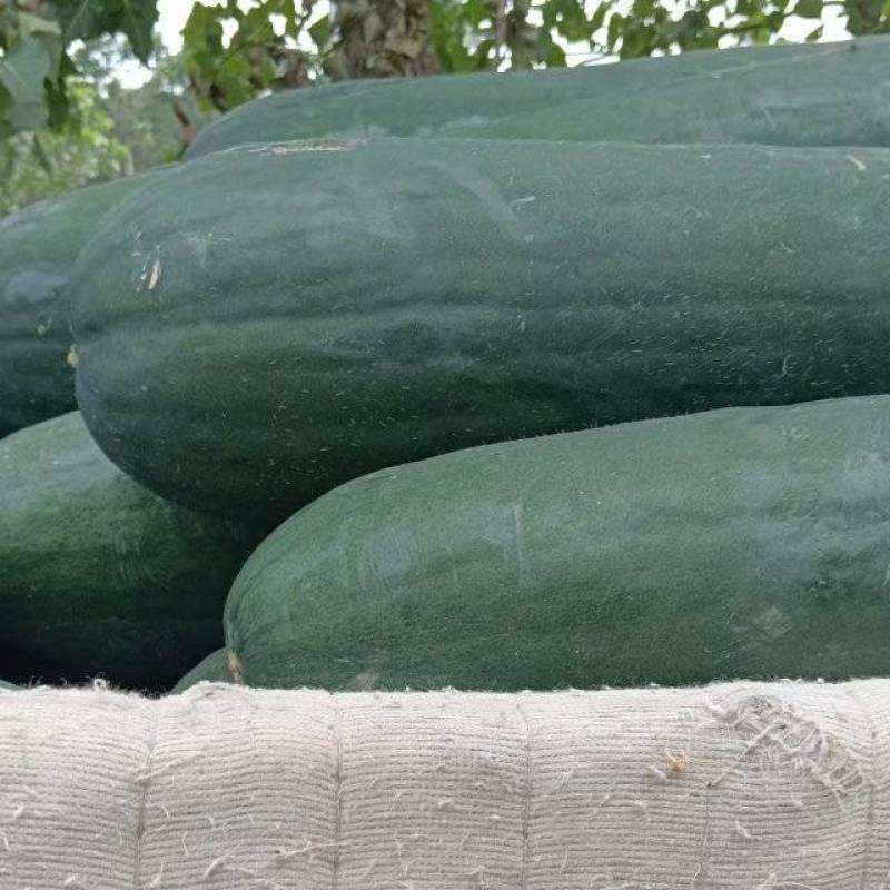 江苏冬瓜大量有货基地直供可视频看货品质优欢迎咨询