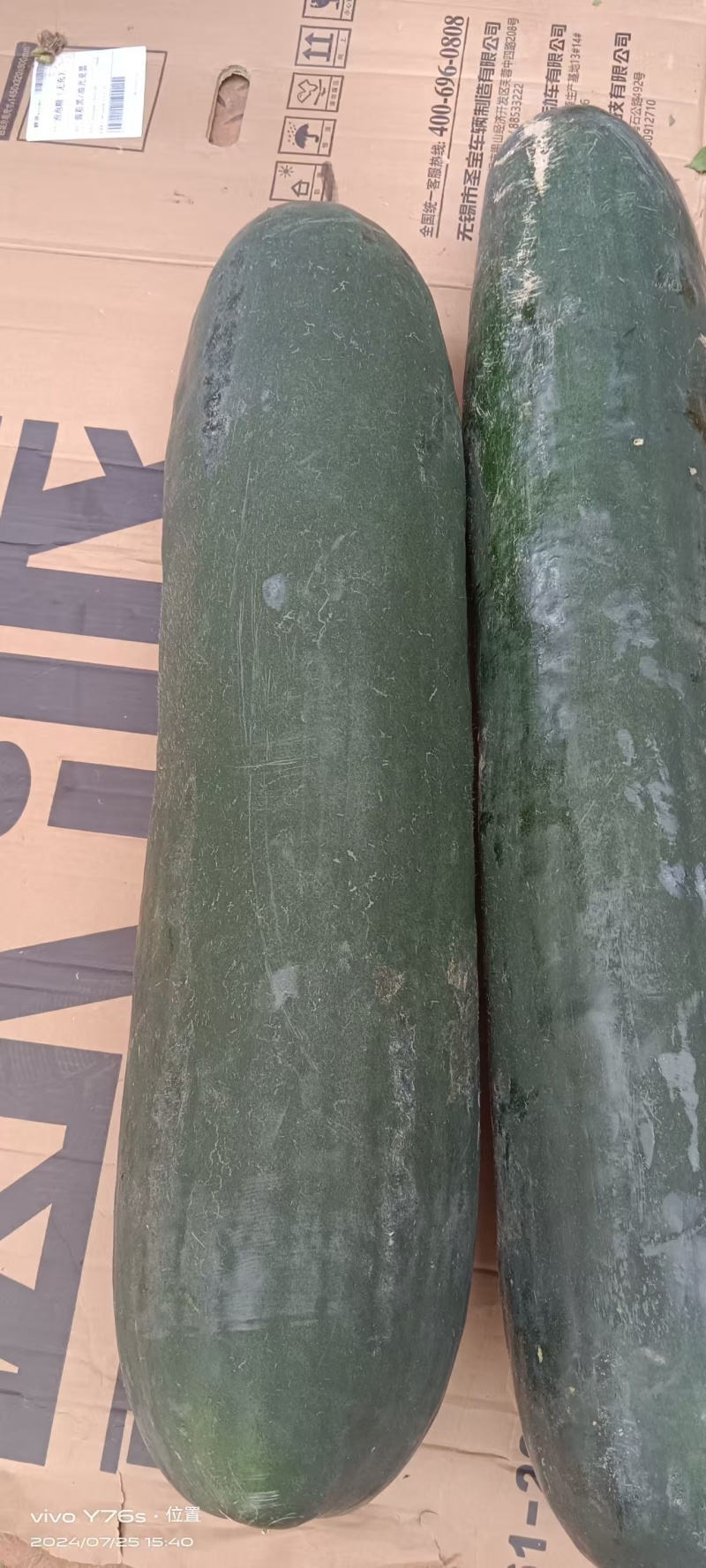 江苏冬瓜大量有货基地直供可视频看货品质优欢迎咨询