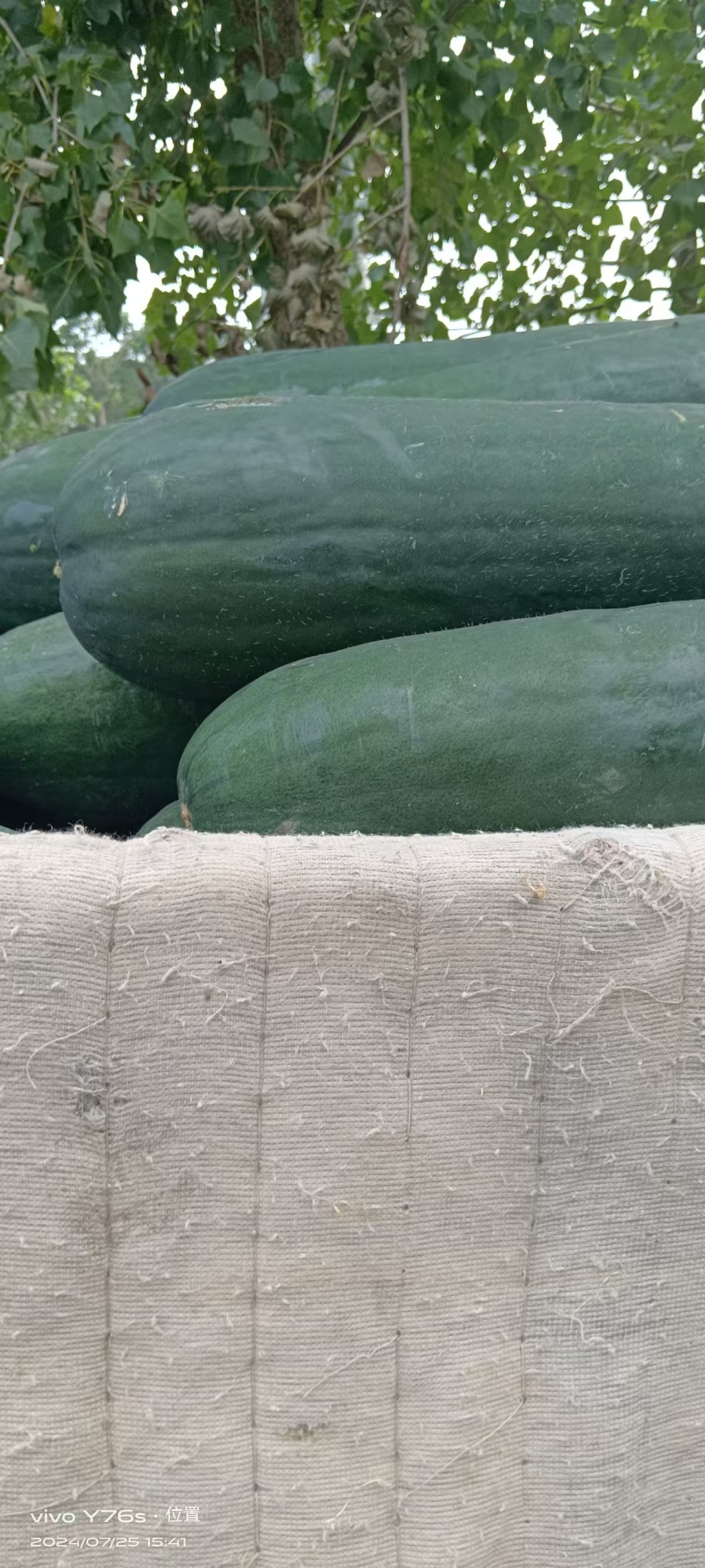 江苏冬瓜大量有货基地直供可视频看货品质优欢迎咨询