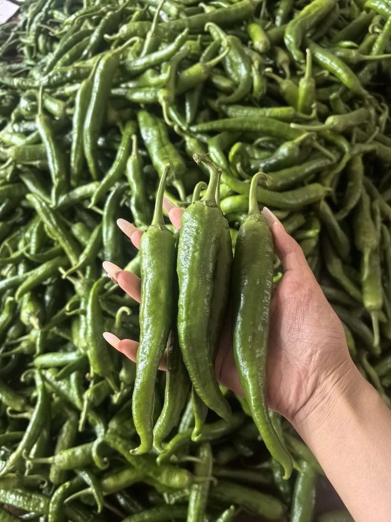 湘研55号辣椒，高山辣椒，大量供应，基地直供，一手货源
