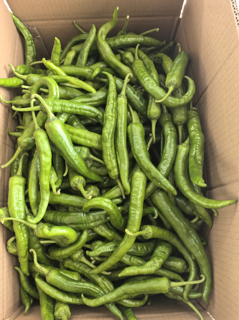 湘研55号辣椒，高山辣椒，大量供应，基地直供，一手货源
