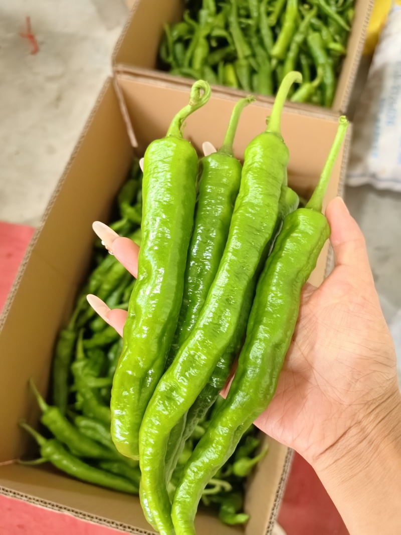 湘研55号辣椒，高山辣椒，大量供应，基地直供，一手货源
