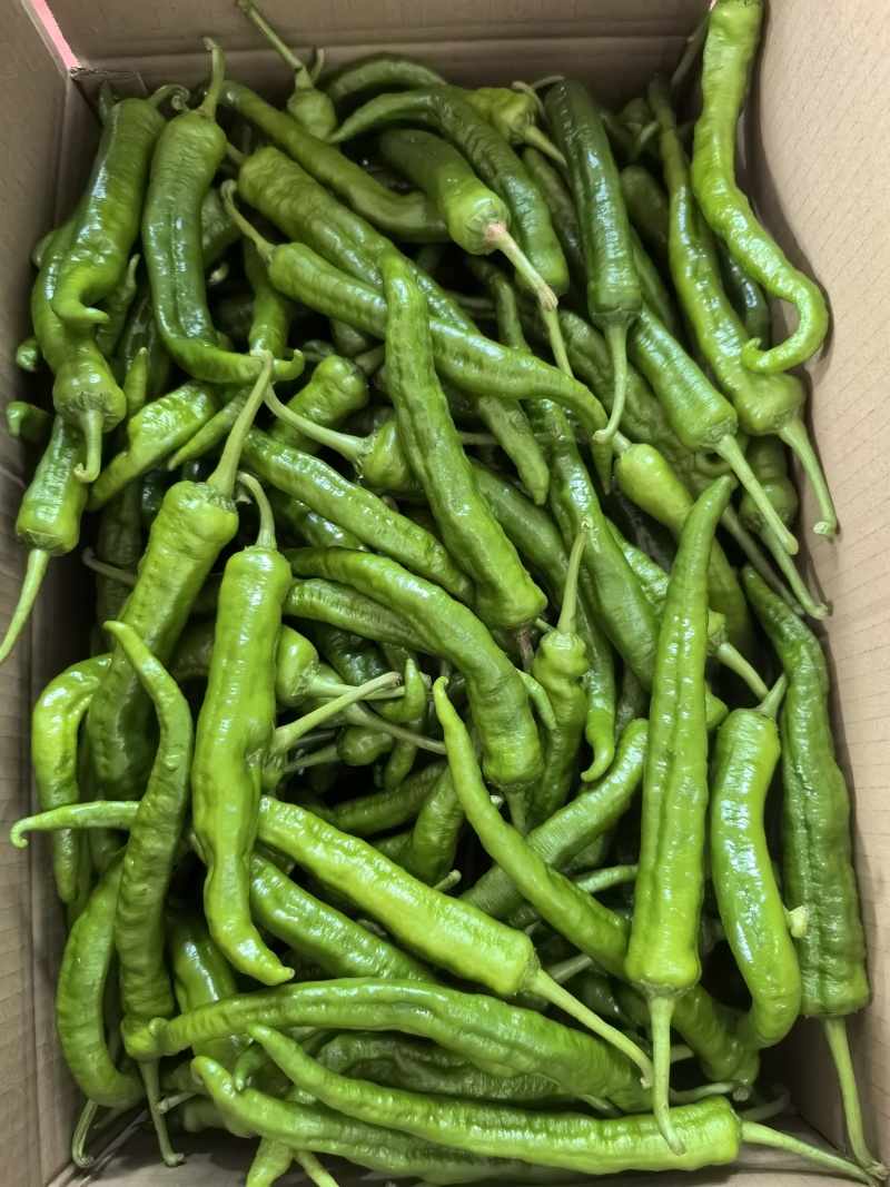 湘研55号辣椒，高山辣椒，大量供应，基地直供，一手货源
