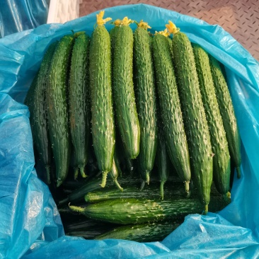 山东聊城密刺黄瓜，大量上市，规格齐全，欢迎来电。