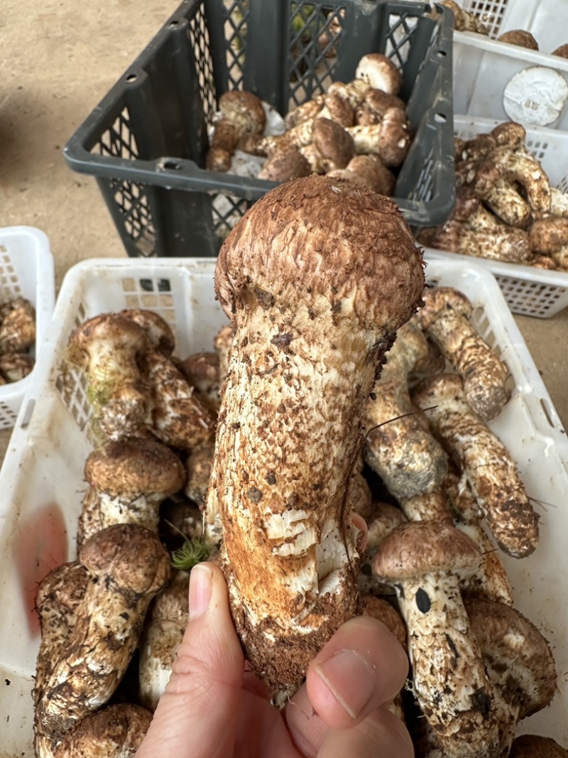 东山松茸