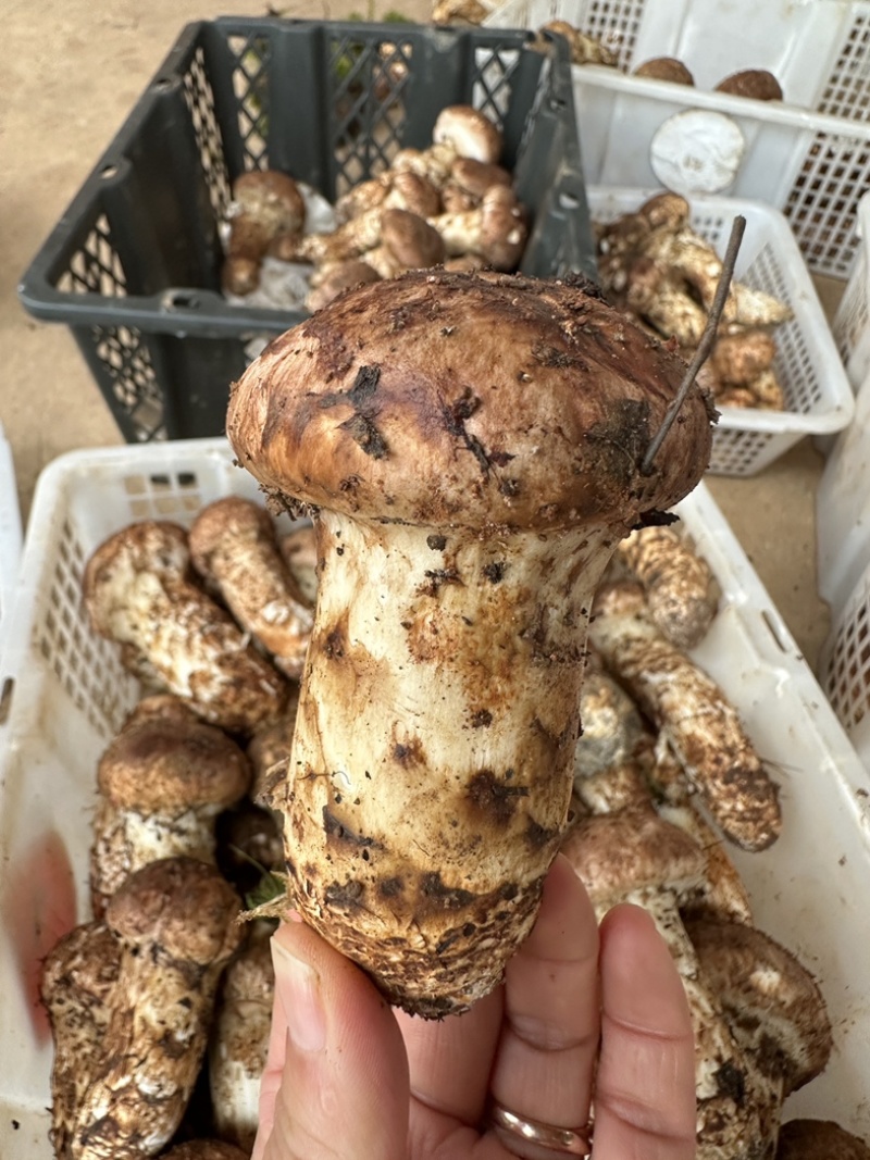 东山松茸