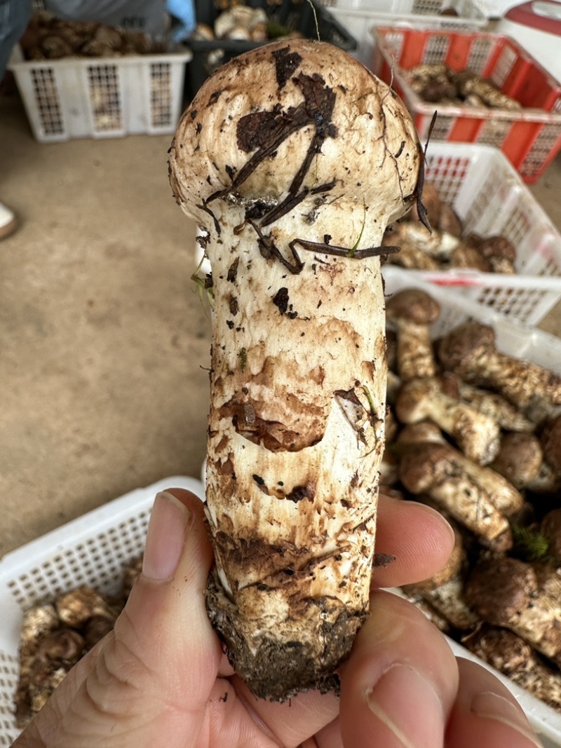 东山松茸