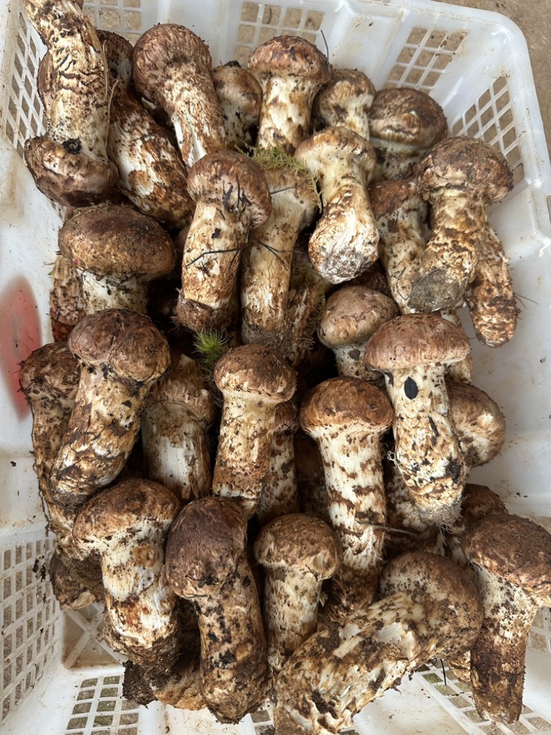 东山松茸