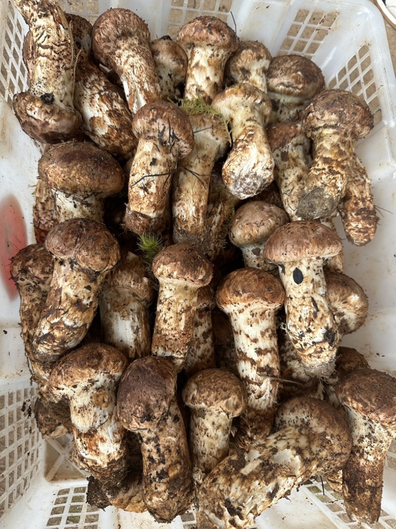 东山松茸