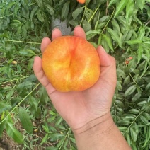 油蟠桃【唐山油蟠】规格齐全，随行就市诚信经营，客户至上！