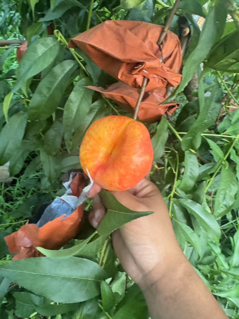 油蟠桃【唐山油蟠】规格齐全，随行就市诚信经营，客户至上！