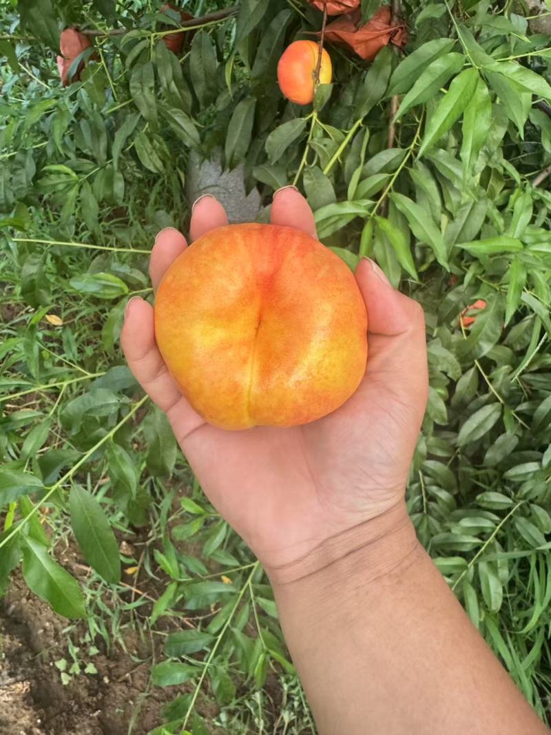 油蟠桃【唐山油蟠】规格齐全，随行就市诚信经营，客户至上！