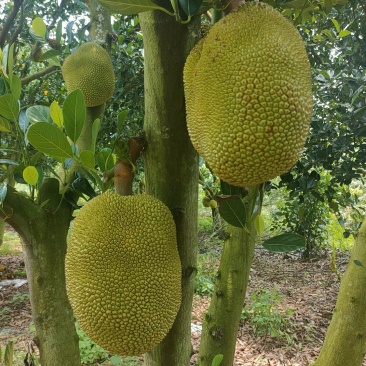菠萝蜜无胶菠萝蜜香味浓郁果肉脆爽产地直发